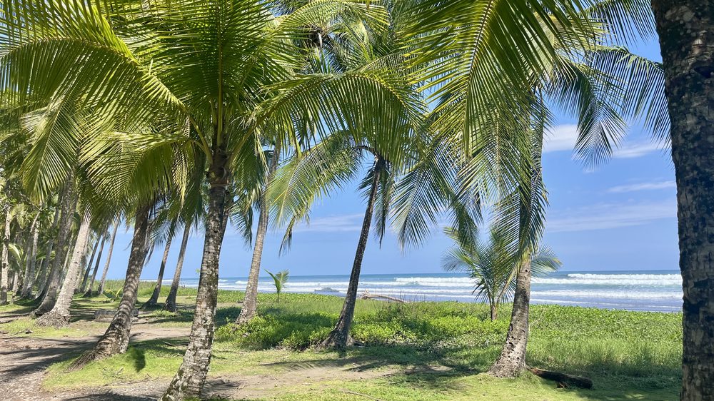 Dominical