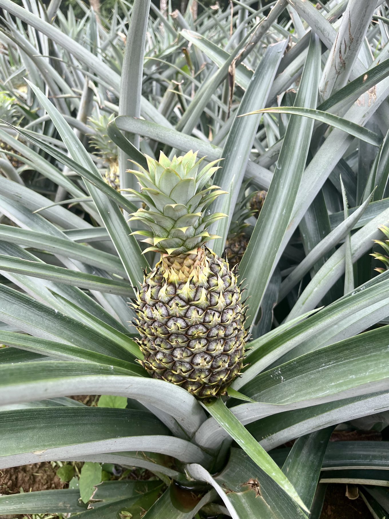 Foto aus Sarapiquí