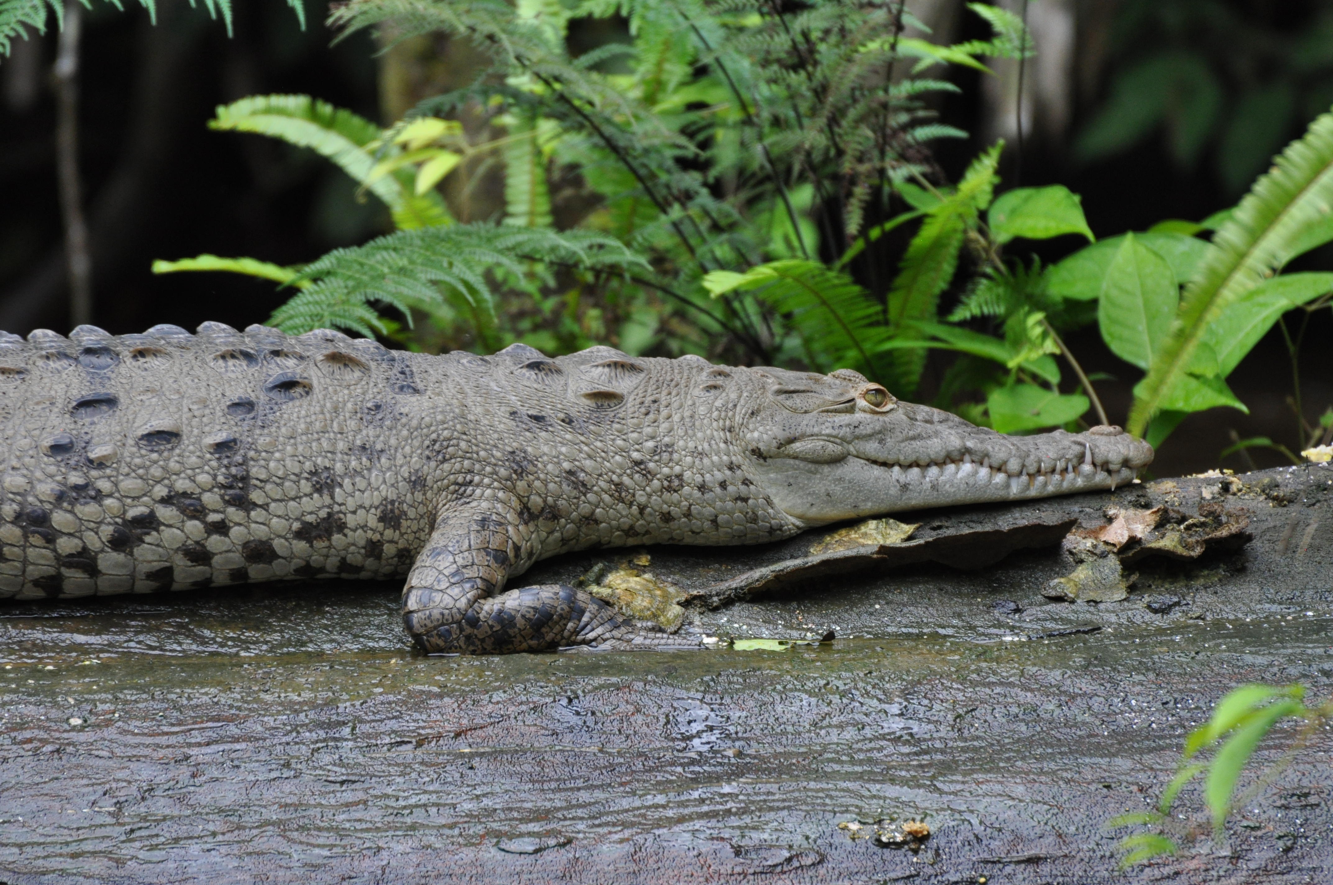 Foto aus Tortuguero