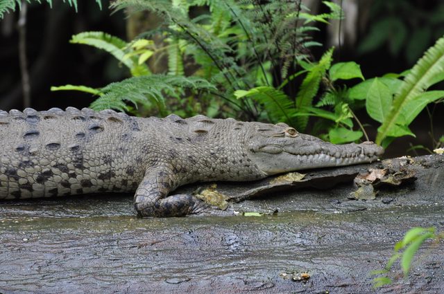 Foto aus Tortuguero