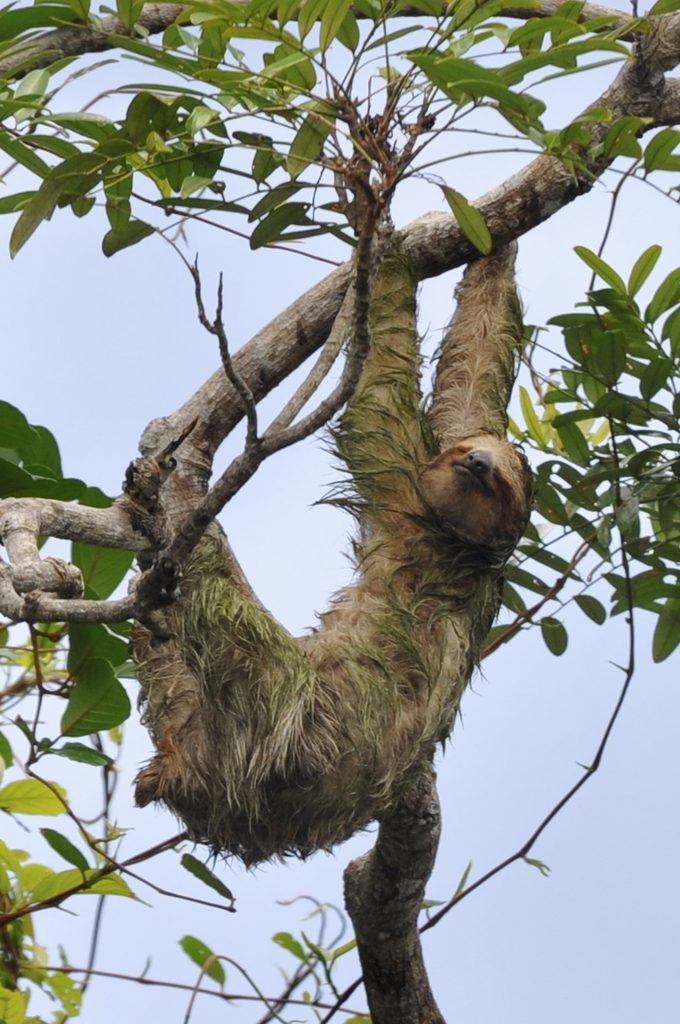 Foto aus Tortuguero