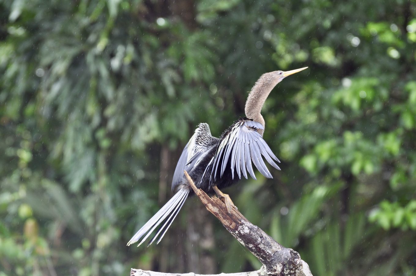 Foto aus Tortuguero