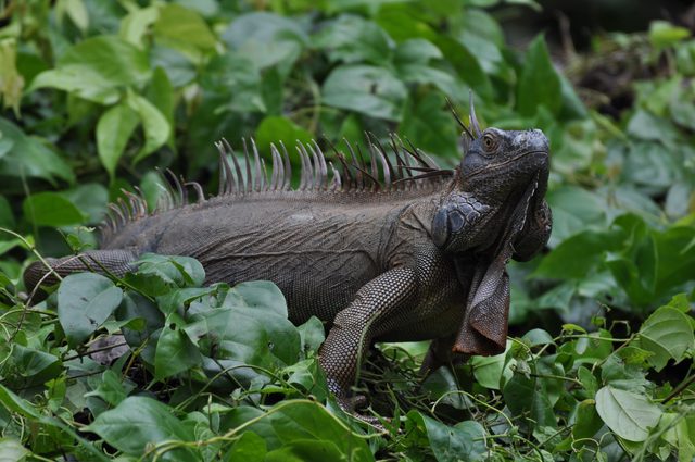 Foto aus Tortuguero