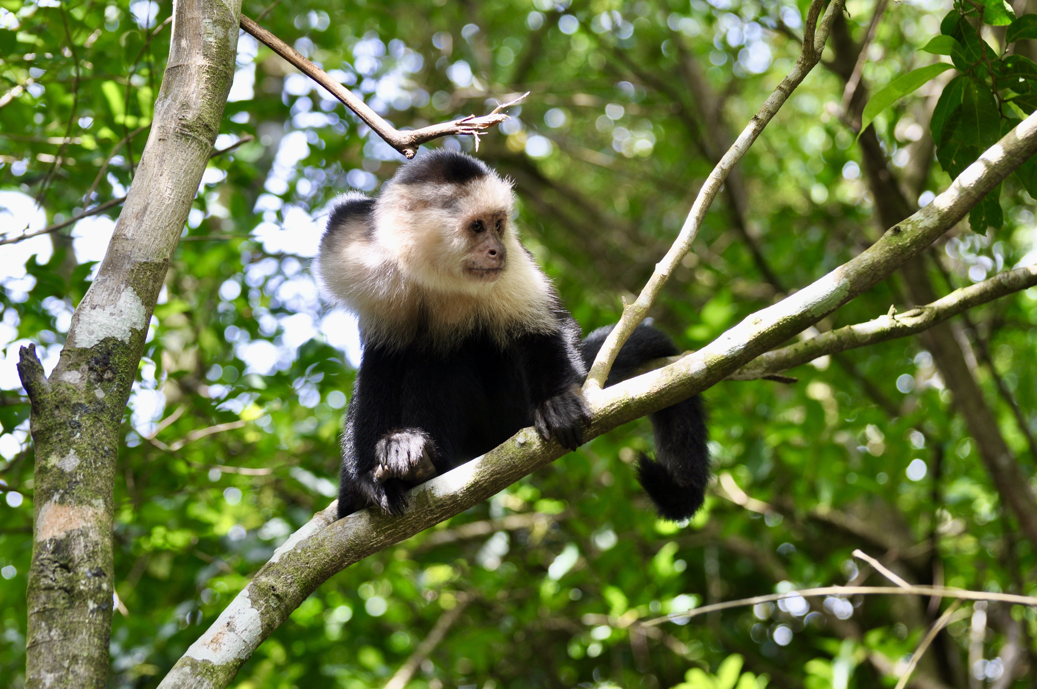 Foto aus Monteverde