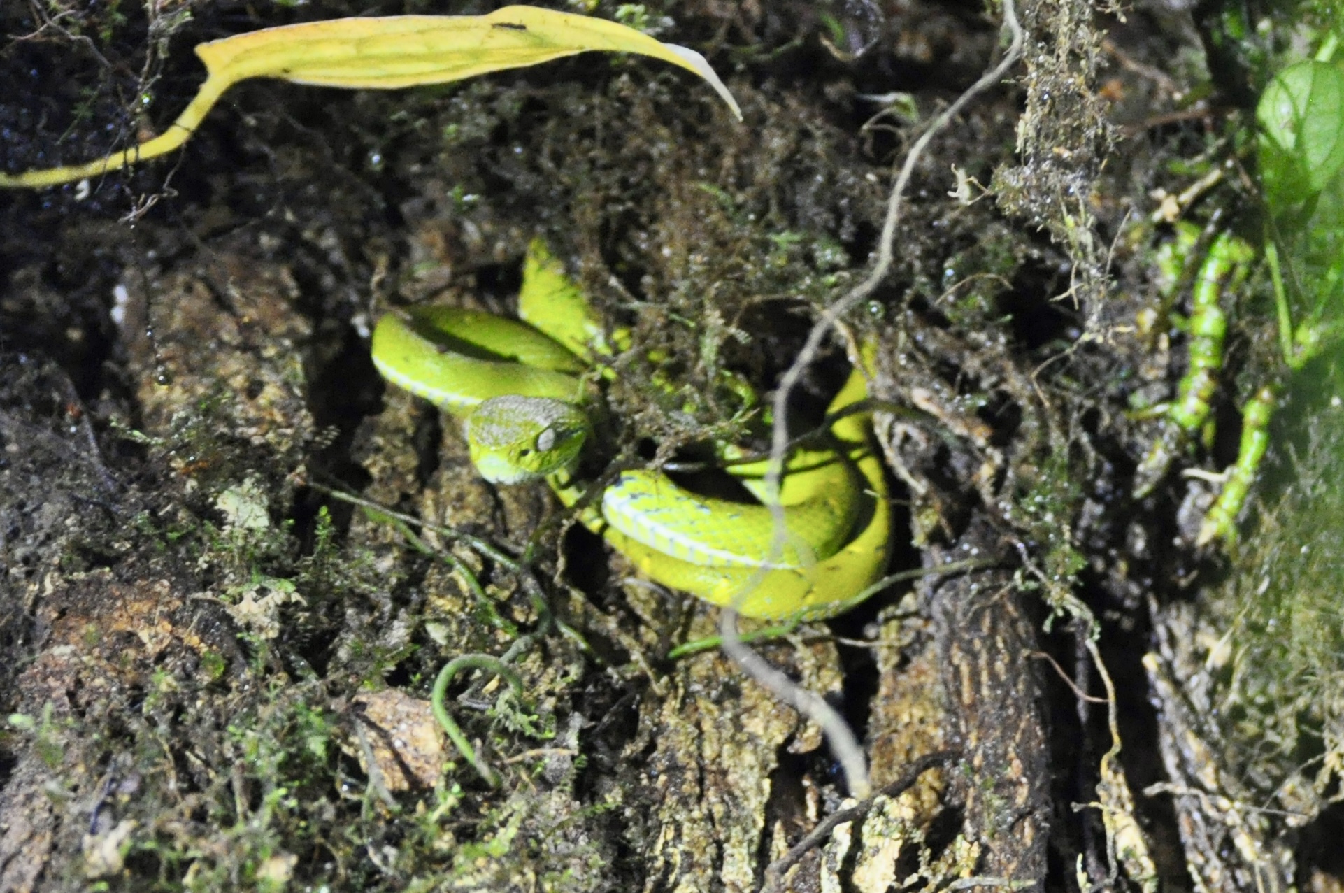 Foto aus Monteverde