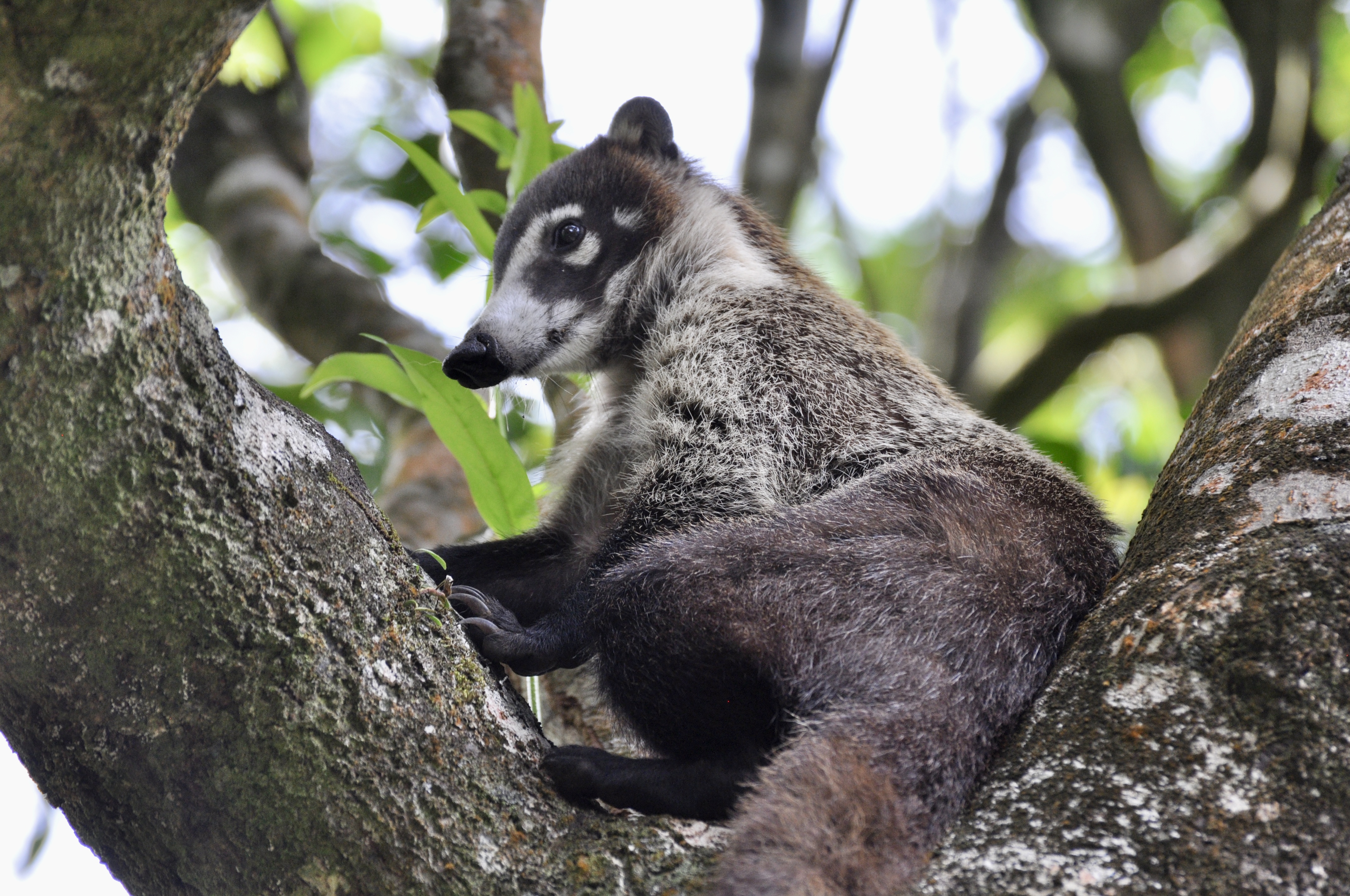 Foto aus Monteverde