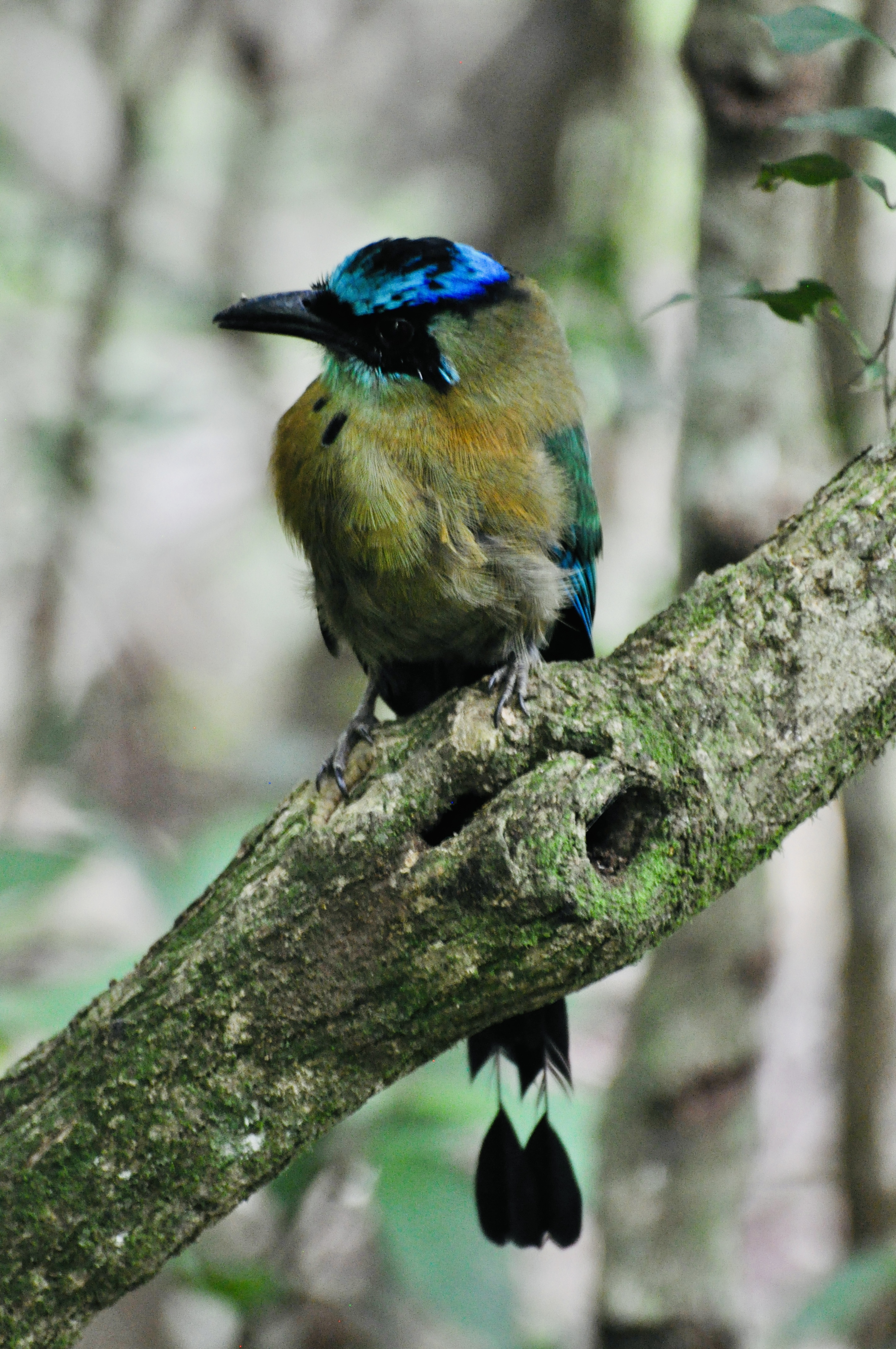 Foto aus Monteverde