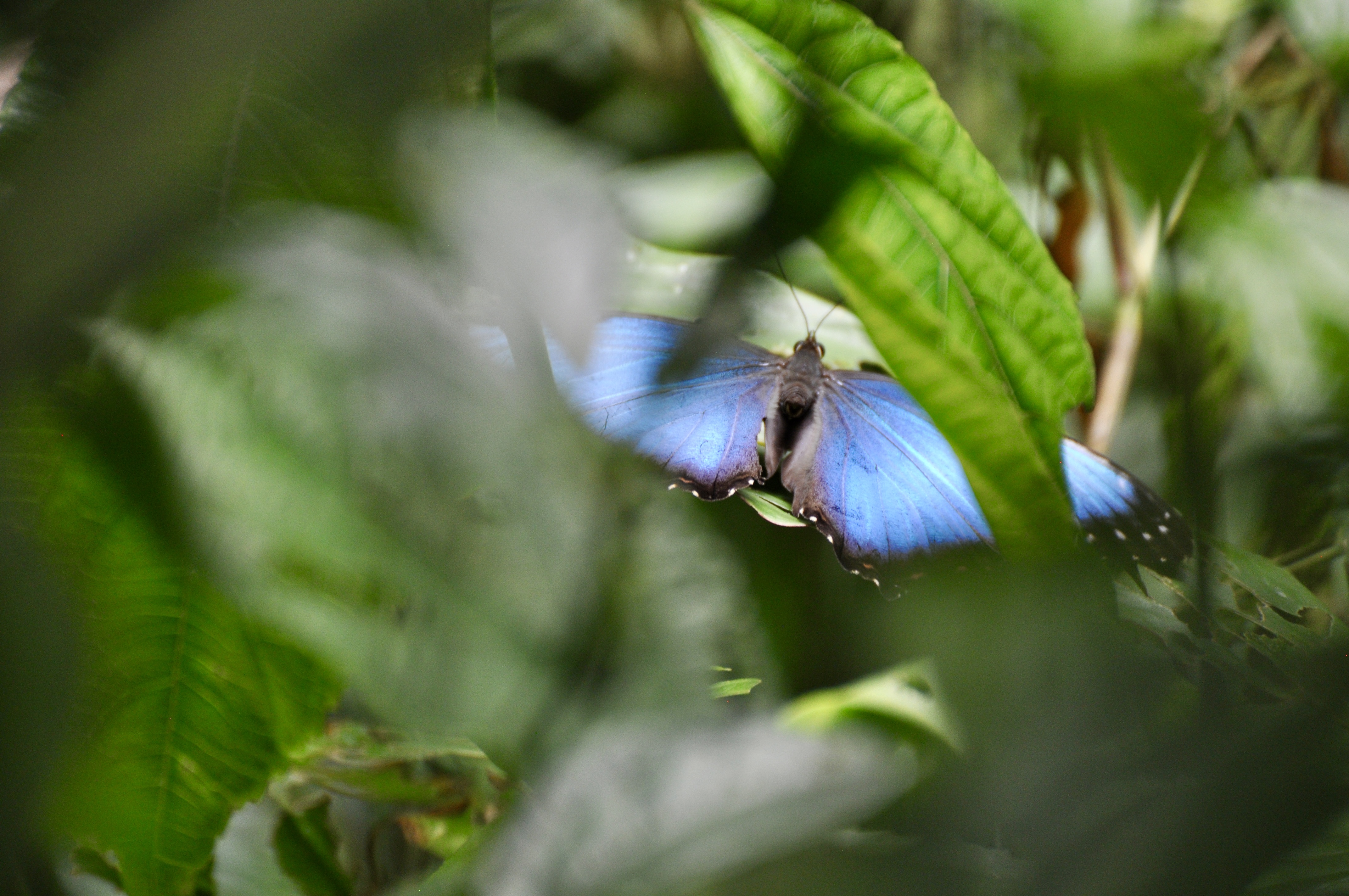 Foto aus La Fortuna