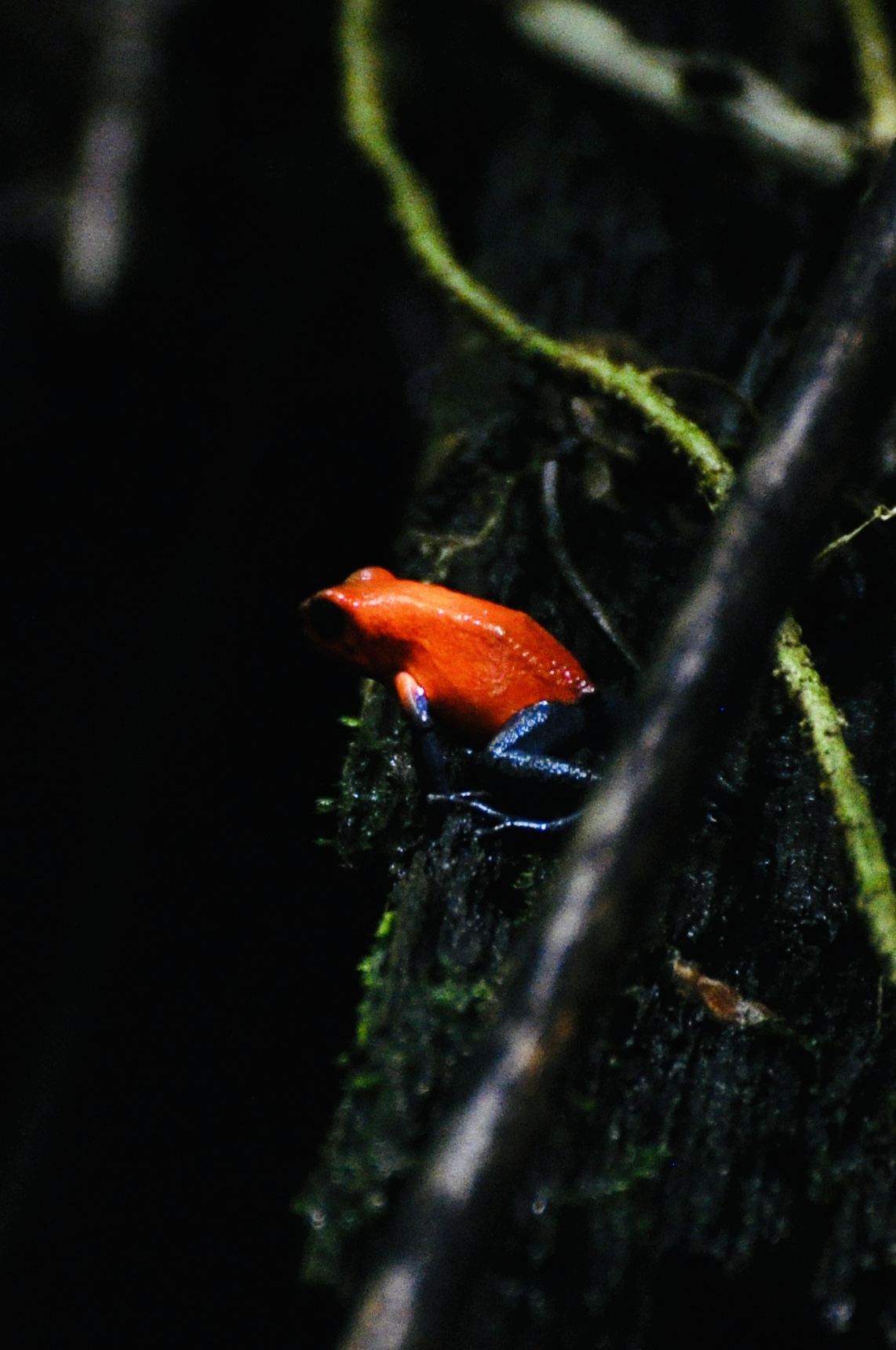 Foto aus La Fortuna