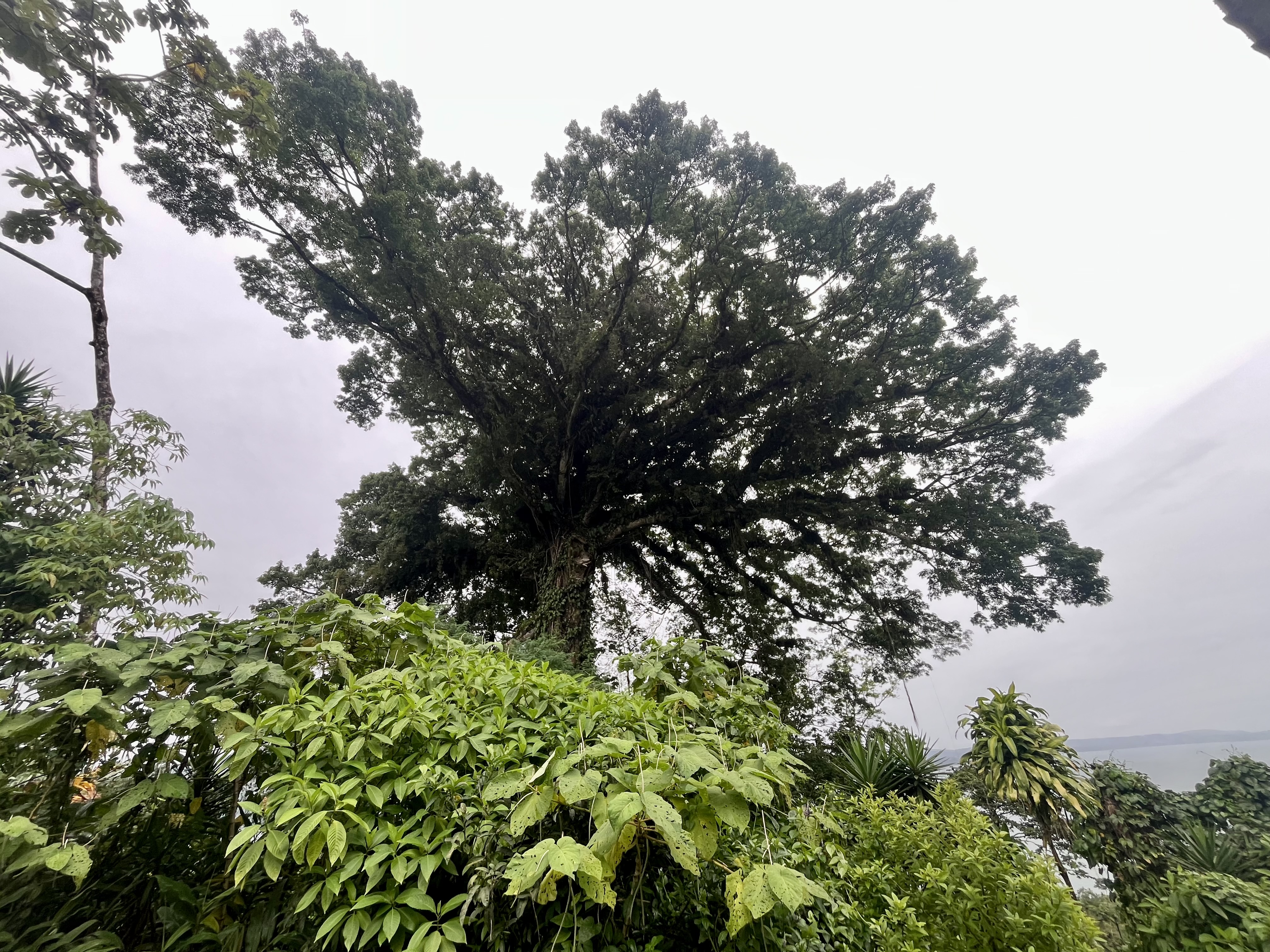 Nuevo Arenal