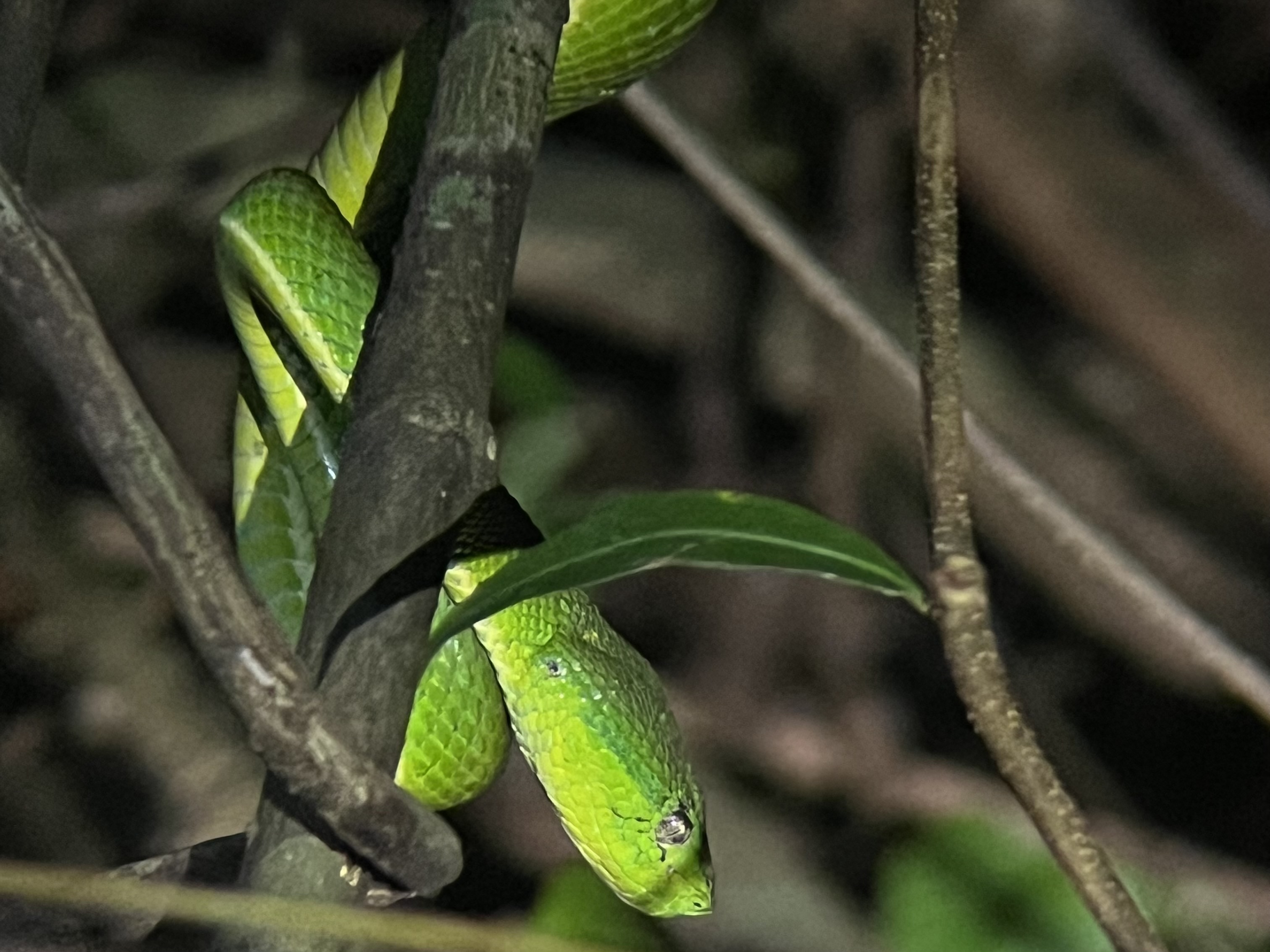 Monteverde