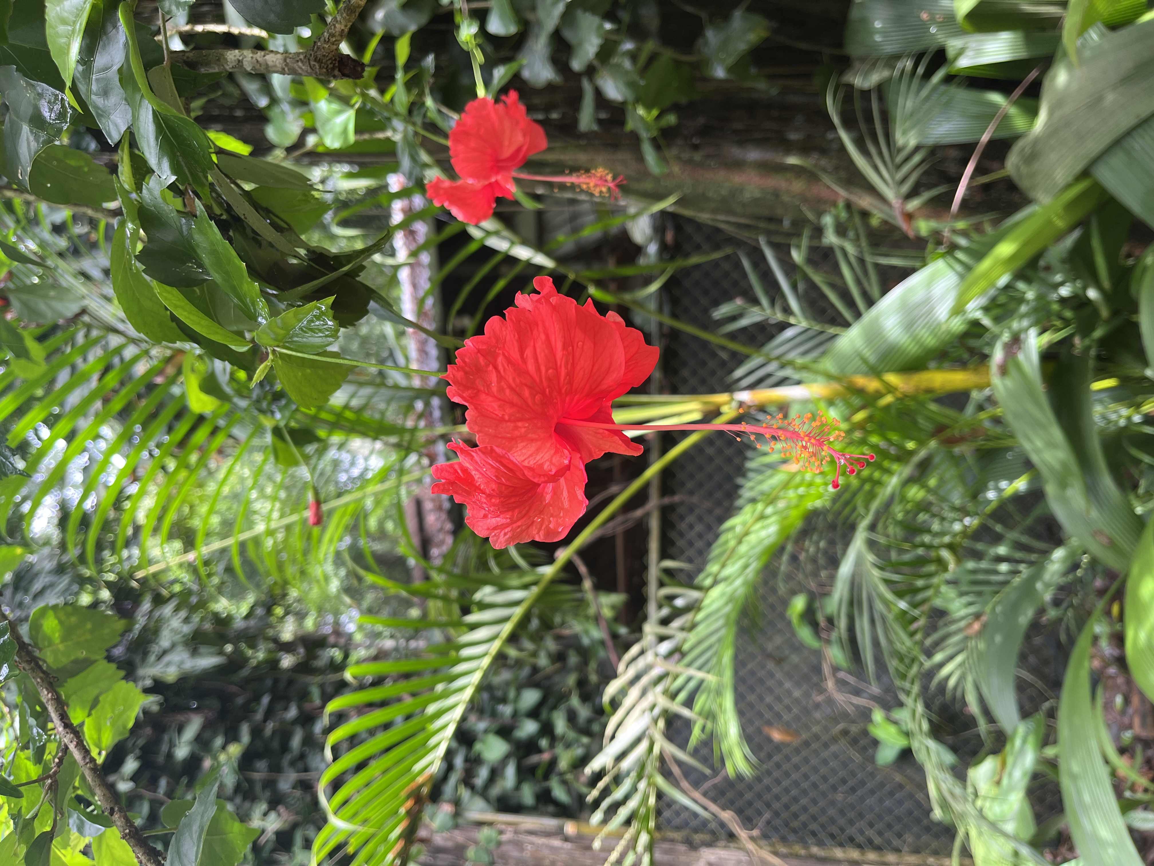 Foto aus Puerto Viejo
