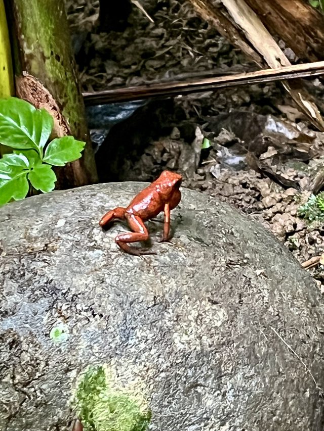 Foto aus Puerto Viejo