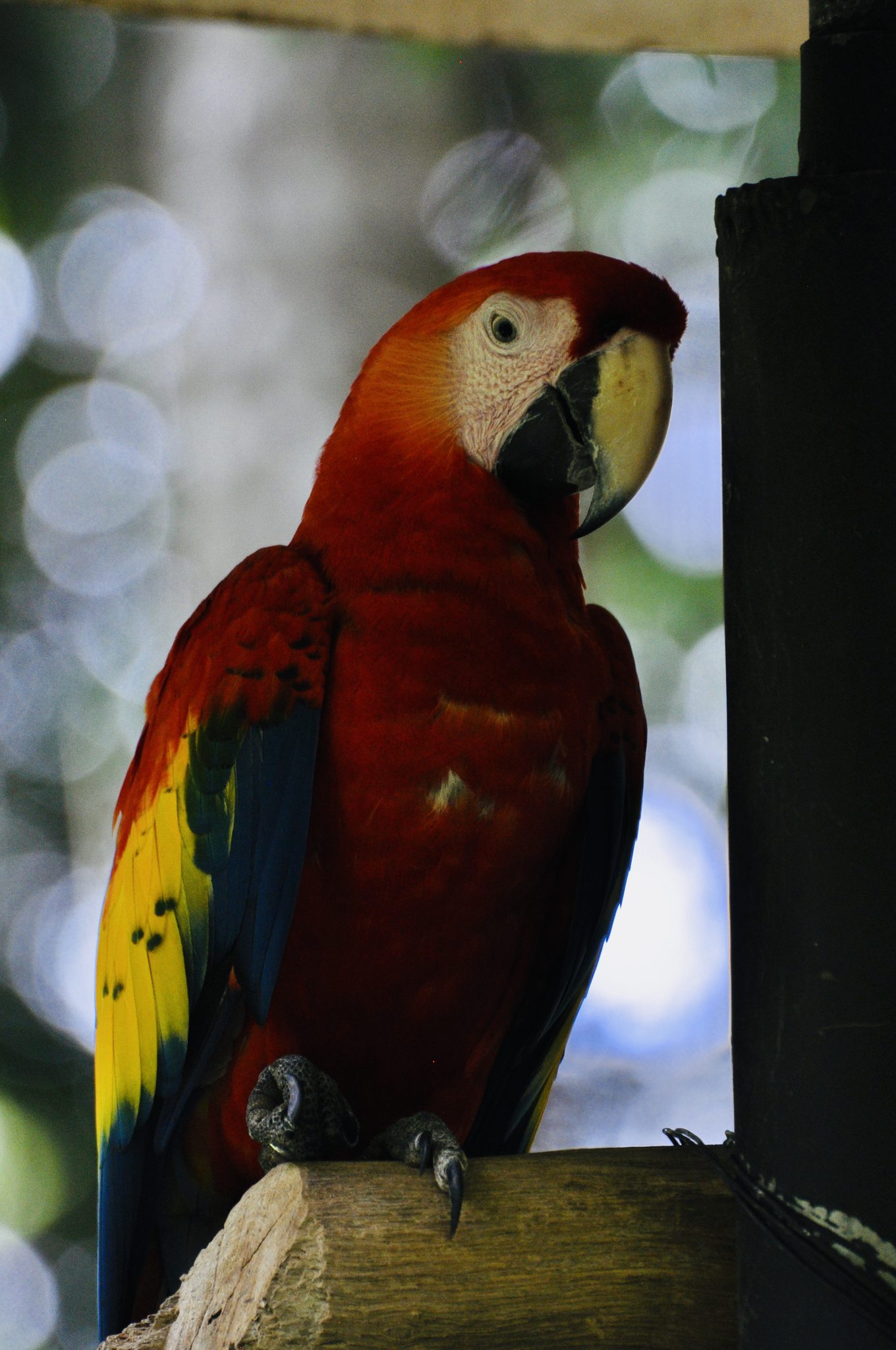 Foto aus Alajuela