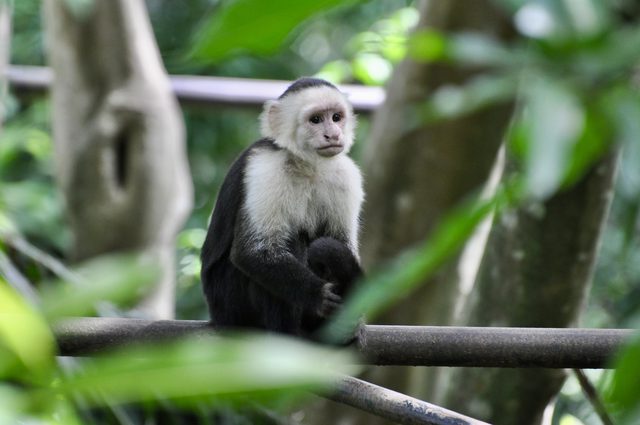 Foto aus Alajuela
