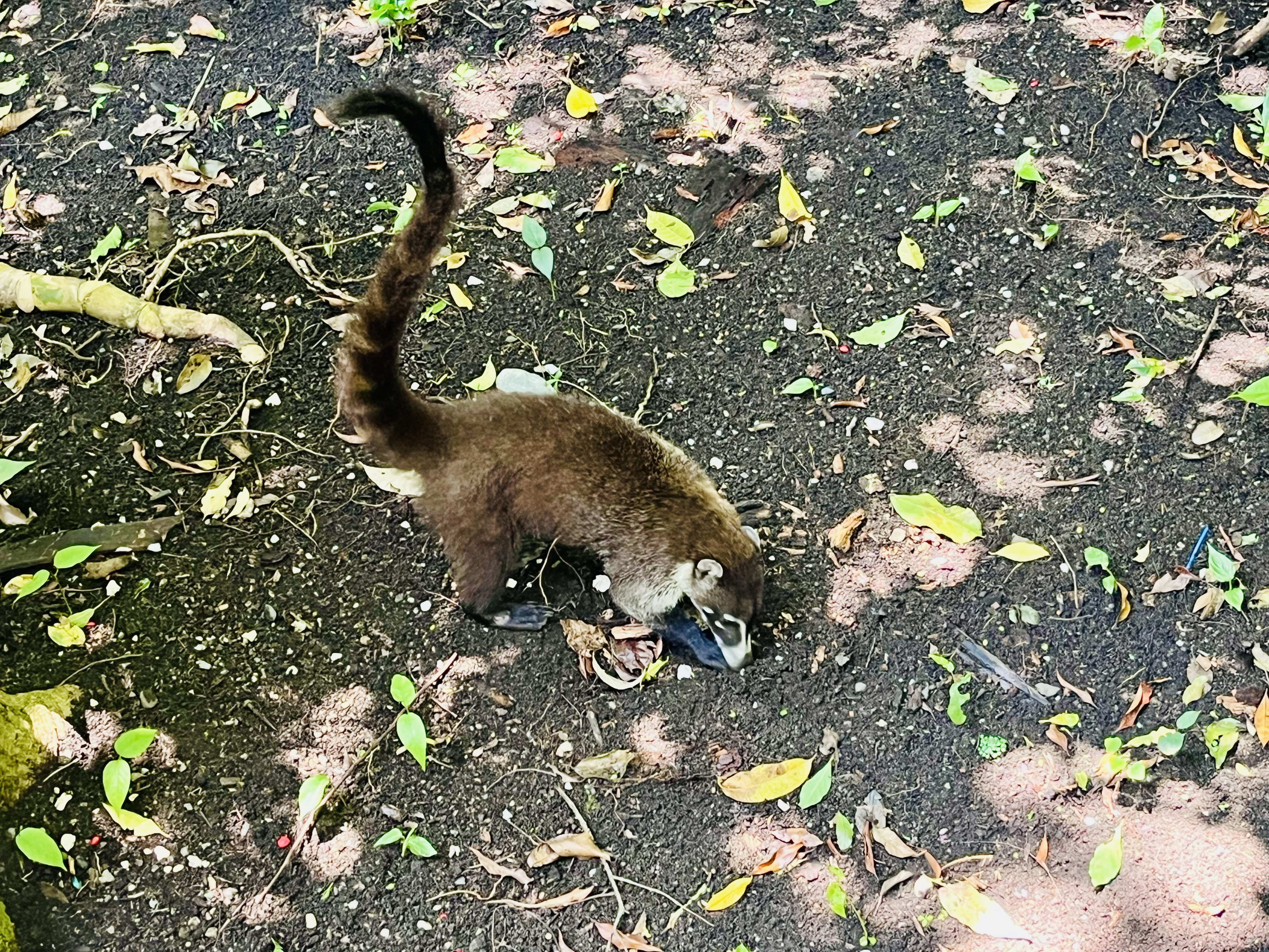 Foto aus Monteverde
