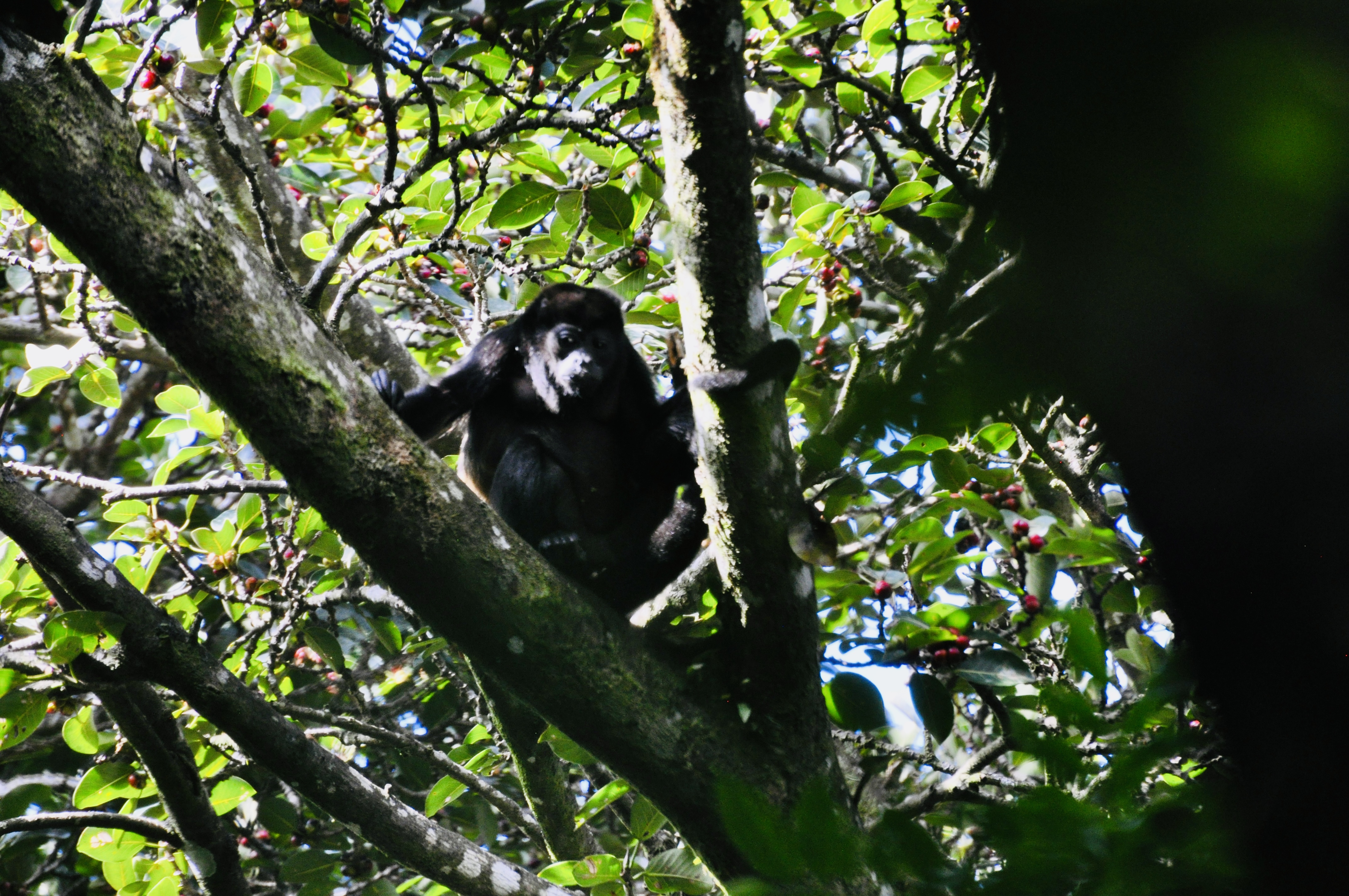 Foto aus Monteverde