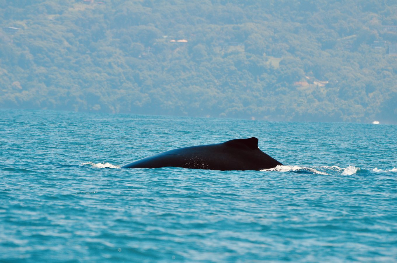 Foto aus Dominical